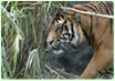 Tiger Tracking Tour Nepal